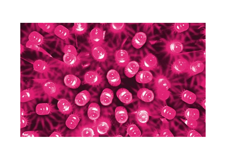 Weihnachtslichterkette LED Lichtervorhang für Innen warmweiß 50 Stck. 5 m Bulinex 37-194