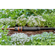 Druckminderer Gardena 1000
