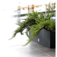 Blumentopf Rato case Prosperplast DRTC600-S433